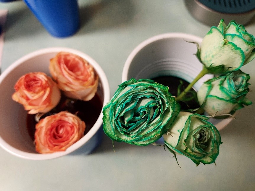 Roses2